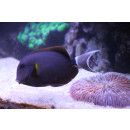 Acanthurus nigricauda - Epaulette surgeonfish