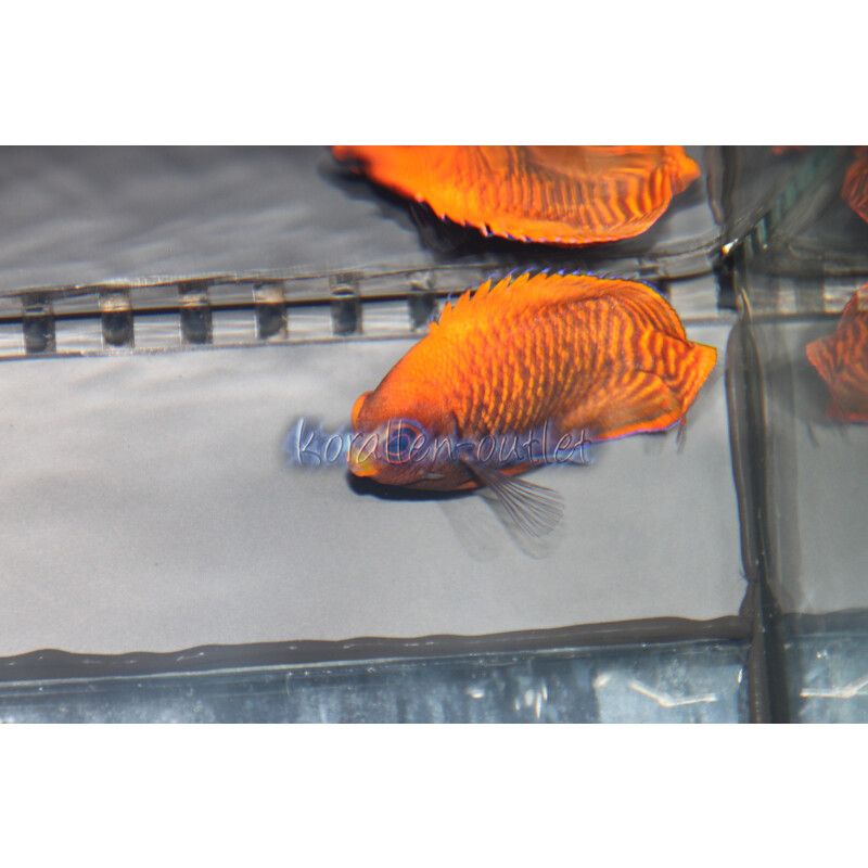 Centropyge aurantia - Goldstreifen Zwergkaiserfisch
