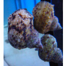 Turbo setosus/Turbo bruneus - Brown Turban Snail 4cm+