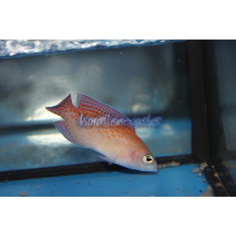 Pholidochromis cerasina - Zwergbarsch