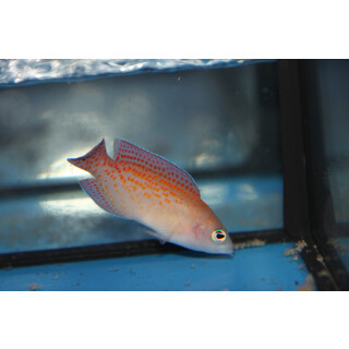 Pholidochromis cerasina - Cherry Dottyback