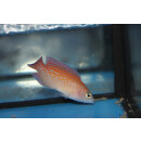 Pholidochromis cerasina - Zwergbarsch