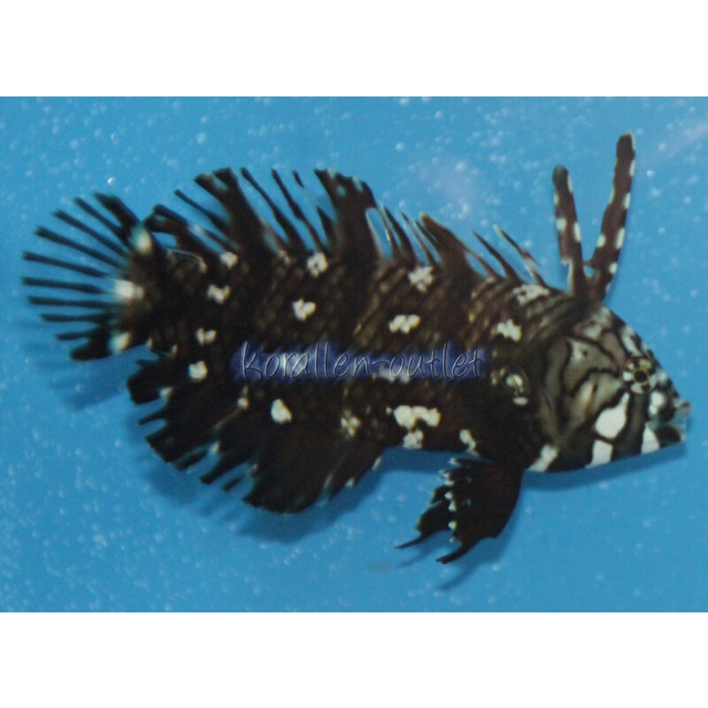 Novaculichthys taeniourus - Bäumchen-Lippfisch juvenil/semiadult