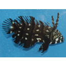 Novaculichthys taeniourus - Bäumchen-Lippfisch juvenil