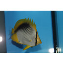 Chaetodon melannotus - Streifen-Falterfisch
