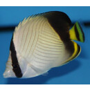Chaetodon vagabundus - Vagabond butterflyfish
