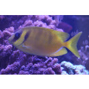 Siganus corallinus - Indischer Korallen-Kaninchenfisch