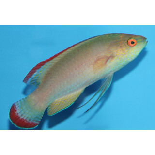 Cirrhilabrus rubrimarginatus - Rotrand-Zwerglippfisch