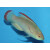 Cirrhilabrus rubrimarginatus - Rotrand-Zwerglippfisch