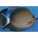 Acanthurus xanthopterus - Yellowfin surgeonfish