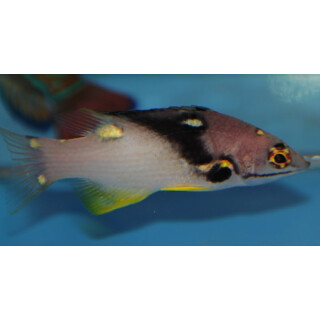 Bodianus mesothorax - Black-belt hogfish, Coral hogfish, Mesothorax hogfish
