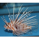 Pterois radiata - Radial firefish