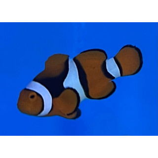Amphiprion percula - Orange clownfish (captive breeding)