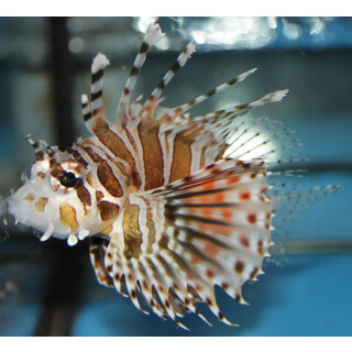 Dendrochirus zebra - Zebra turkeyfish