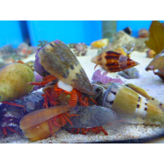 Ciliopagurus strigatus - Red-banded Hermit Crab