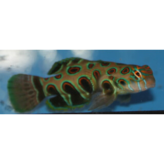 Synchiropus picturatus - LSD Mandarin-Fisch