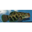 Synchiropus picturatus - LSD Mandarin-Fisch