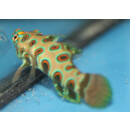 Synchiropus picturatus - LSD Mandarin-Fisch S