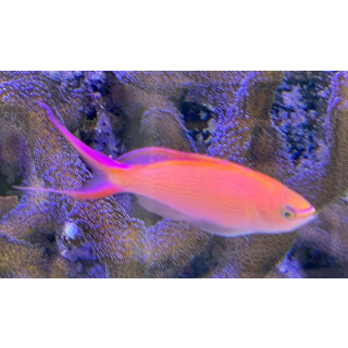 Pseudanthias smithvanizi - Princess Anthias