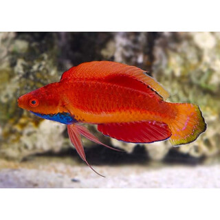 Cirrhilabrus cyanogularis - Zwerglippfisch Männchen