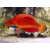 Cirrhilabrus cyanogularis - Zwerglippfisch Männchen