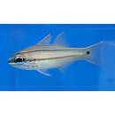 Ostorhinchus sealei - Seales Cardinalfish, Bargill...