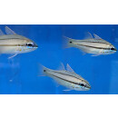 Ostorhinchus sealei - Seales Cardinalfish, Bargill...