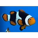 Amphiprion percula - Clown-Anemonenfisch wild M Super-Black