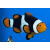 Amphiprion percula - Clown-Anemonenfisch wild M Super-Black