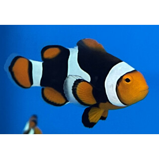 Amphiprion percula - Clown-Anemonenfisch wild M Super-Black Pair