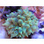Entacmaea quadricolor - Blasenanemone grün M