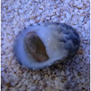 Nerita polita - Sea Snail
