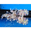 Hymenocera elegans - Harlequin Shrimp