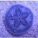 Laganum depressum - Sea urchin
