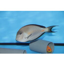 Acanthurus sohal - Sohal surgeonfish