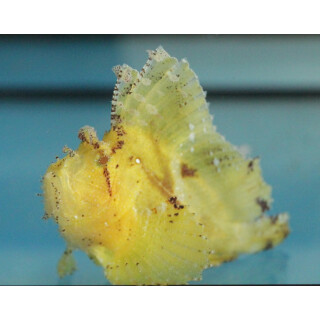 Taenianotus triacanthus - Schaukelfisch (gelbe Farbform)