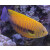 Centropyge potteri - Russet angelfish
