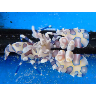 Hymenocera elegans - Harlekin Garnele XL