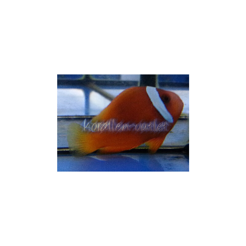 Amphiprion frenatus - Weißbinden-Glühkohlen-Anemonenfisch Paar adult
