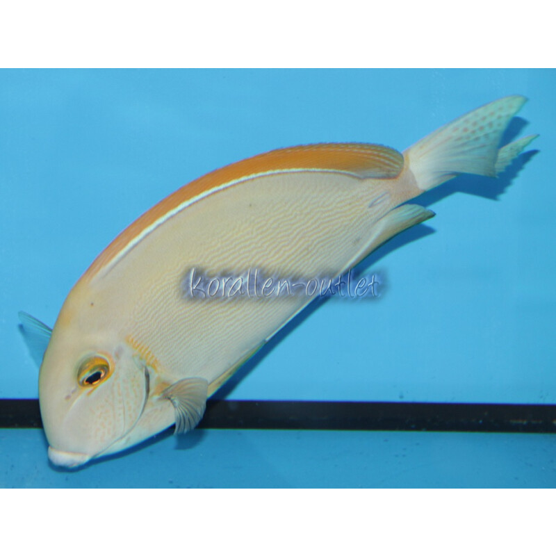 Acanthurus Bariene - Augenfleck Doktorfisch