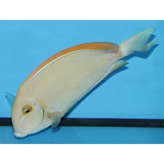 Acanthurus Bariene - Bariene Surgeonfish