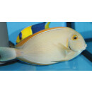 Acanthurus Bariene - Bariene Surgeonfish