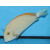 Acanthurus Bariene - Augenfleck Doktorfisch ca.5cm