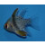 Sphaeramia nematoptera - Pajama cardinalfish