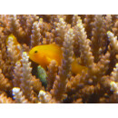 Gobiodon okinawae - gelbe Korallengrundel