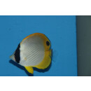 Chaetodon adiergastos - Panda Butterflyfish