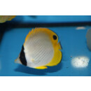 Chaetodon adiergastos - Panda Butterflyfish