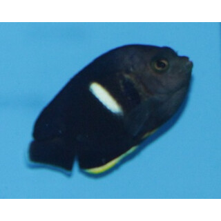 Centropyge tibicen - Keyhole angelfish