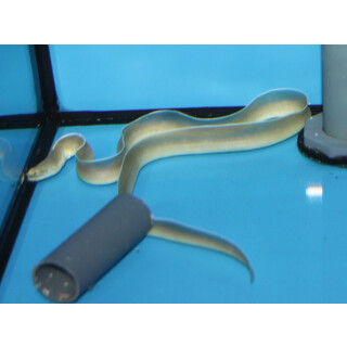 Pseudechidna brummeri - White ribbon eel