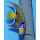 Holacanthus ciliaris - Queen angelfish
